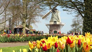 Best of Keukenhof 2021  4K [upl. by Wightman]