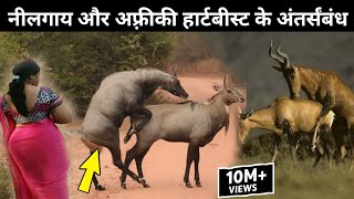 Facts about nilgi in hindi  Nilgai kesi dikhti hai  Nilgai vs african hartybeest logicfacts [upl. by Ellehs]