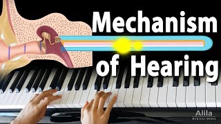 Mechanism of Hearing Animation [upl. by Einhpad396]