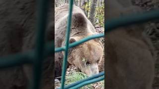 ORSO BRUNO EUROPEO  LEONE E PIERO CAMPOLI APPENNINO orso leone animali perte news foryou bul [upl. by Schuler46]