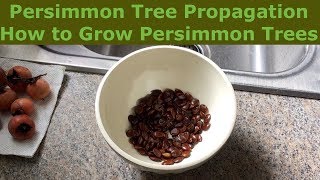 Persimmon Tree Propagation  How to Grow Persimmon Trees [upl. by Lotsirk691]