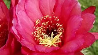 Torch Cactus aka trichocereus grandiflorus [upl. by Laidlaw]