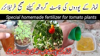 Free homemade organic liquid fertilizer for tomato plants  Tamatar ke podon ki Sahi khaad [upl. by Asel424]