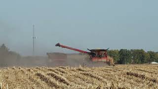 Gorgeous autumn afternoon for corn harvest Illinois farmers gettin it donewith Case IH [upl. by Jania]