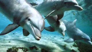 Relax Music  Nature and Dolphins  Natura e Delfini [upl. by Josi411]