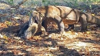 😱The big Komodo dragon ferociously preys on young Komodo dragons [upl. by Smeaj751]