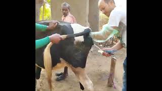 Treatment of Uterus Infection Of a Cow Pyometra [upl. by Ruhtracam]