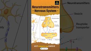 Types of Neurotransmitters in Central Nervous System neurotransmitters testpaperlive nursing [upl. by Jasisa]