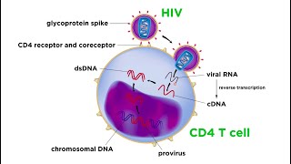 Human Immunodeficiency Virus HIV [upl. by Annaitat]