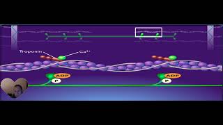 la contraction du sarcomere [upl. by Ydnem62]