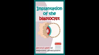 Second week of embryonic development  Blastocyst implantation Animated biology with Arpan shorts [upl. by Ebaj]