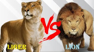 Liger VS Lion  Barbary Lion VS Liger Who Will Win [upl. by Eicnarf158]