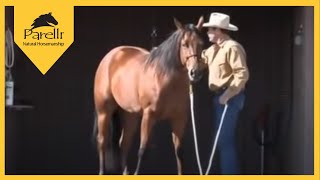 Parelli Natural Horse Training Tip  Standing to be Groomed [upl. by Dickenson536]