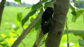 Summer cicada sound and video [upl. by Iggep577]