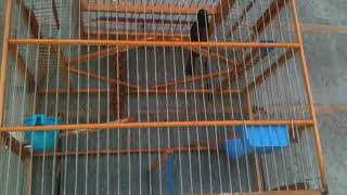 Trini bullfinch 2017 3rd black teacher perfect roll bird by Shaffmaster [upl. by Guimar]