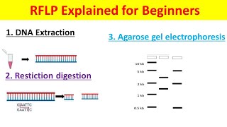 RFLP Explained  Restriction Fragment Length Polymorphism Technique for Beginners [upl. by Stanway]