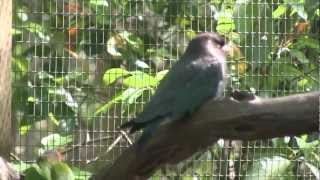 Oriental Dollarbird Eurystomus orientalis [upl. by Madonna]