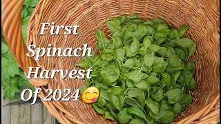 How To HARVEST SPINACH In My Small Garden 2024  That Backyard Chick [upl. by Pasco109]