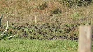 Storno Sturnus vulgaris 2024 16 nov [upl. by Elamaj]