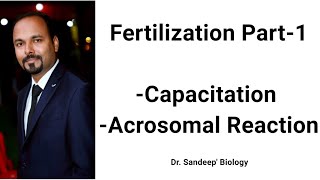 Fertilization Part1 Sperm Capacitation Acrosomal Reaction Ovam  Hindi [upl. by Eniamerej]