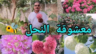 الدومبيا أو الثريا Dombeya اكليل العروس او جرس الزفاف شجيرة مزهرة عطرية وجاذبة للنحل 🐝 جميلة جداً [upl. by Revkah321]