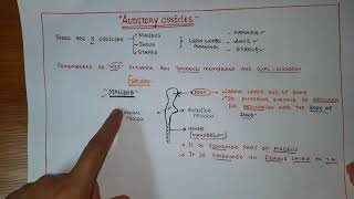 AUDITORY OSSICLES OF EAR EAR OSSICLES [upl. by Jeramey]