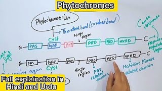 Phytochromes in plantsStructureGenesPhotosensory biologyPlant physiology [upl. by Tarrance]