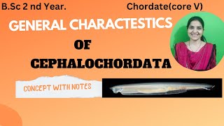 General Characteristics Of Cephalochordate BSc 2nd yearchordatescephalochordates [upl. by Ahseiat57]