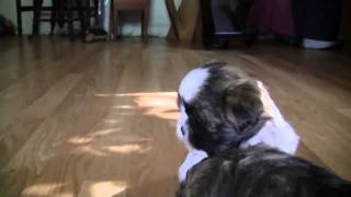 Patty Patooties Playful Puppies quotLhasa Apsosquot [upl. by Durgy852]