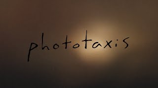 Phototaxis  an abstract film [upl. by Allertse]