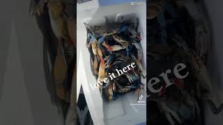 crabbing fishing seafood crabbers nature  Like  share  comment and subscribe 10424 [upl. by Felizio]