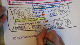 How Muscles Produce ATP  creatine phosphate glycolysis fermentation aerobic cellular respiration [upl. by Einaled]