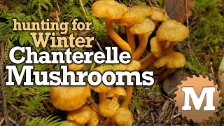 Winter Chanterelle Mushroom Hunting Identification ID How to Find Harvest amp Cook [upl. by Sufur]