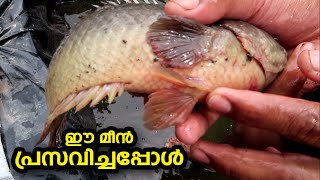 ഈ മീൻ പ്രസവിച്ചപ്പോൾ ടാങ്ക് നിറയെ കുഞ്ഞുങ്ങൾ Anabas fish breeding My Farming EP349 [upl. by Maurilla]