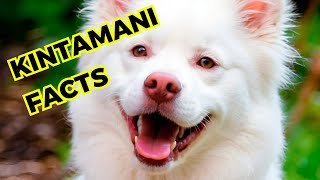 kintamani dog  Top 10 Interesting facts [upl. by Hardner]