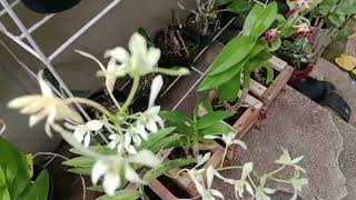 DENDROBIUM JAYAWIJAYA [upl. by Manuela]