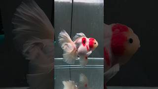 Very elegant tail X goldfish Thailiongoldfish Thailion originalThai pleatedThailion fishhub [upl. by Naig]