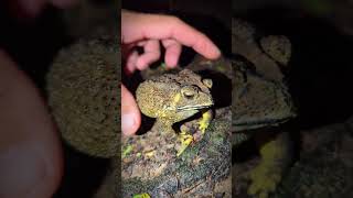 Catch a frog funny fly  big frog funny jump  Catch a frog for fun short [upl. by Evadnee]