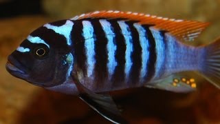 African Cichlid Species  Metriaclima Pyrsonotos quotRed Top Zebraquot Nakatenga Male and Female [upl. by Scandura]