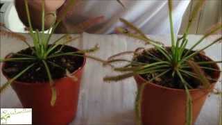 Carnivorous plant Drosera sundew basic care  How to grow Sundew [upl. by Noivad]