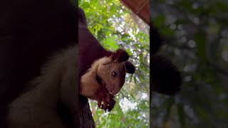 Malabar Giant Squirrel  Jungle Retreat Wayanad [upl. by Assinna]