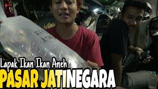 PASAR SUBUH JATINEGARA  Penjual Ikan Ikan Aneh [upl. by Schlessel123]