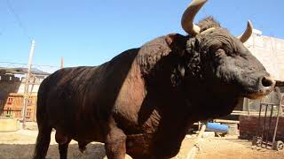 La pelea de toros tradición arequipeña [upl. by Tobe7]