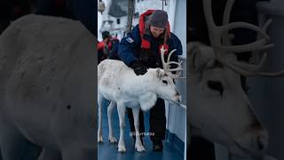 Woman Saved Beautiful Reindeer 🦌😍 shorts [upl. by Vitale679]