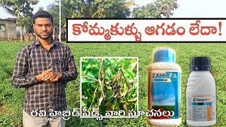 కోమ్మకుళ్ళు ఆగడం లేదాBest fungicides in chilli  Parusavedi [upl. by Nahk]