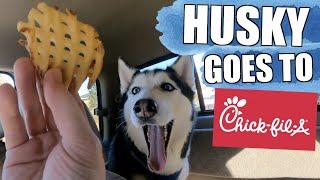 Siberian Huskies React To Drive Thru ChicFilA Breakfast [upl. by Lepley]