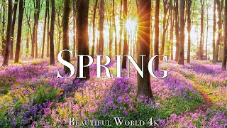 Amazing Colors of Spring 4K Nature Relaxation Film  Relaxing Piano Music  Natural Landscape [upl. by Hendricks]