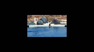 Rancho Texas park Dolphin Show  hotel Floresta lanzarote Puerto del Carmen [upl. by Ditmore]