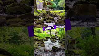 Cabin For Sale  179000  350 Acres  Robbinsville North Carolina [upl. by Anam567]