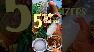 5 Organic Liquid Fertilizers from Kitchentamil gardeninghacks fertilizer organic garden shorts [upl. by Feldt]